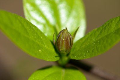 Calycanthus floridus - sazaník květnatý - květ pupen